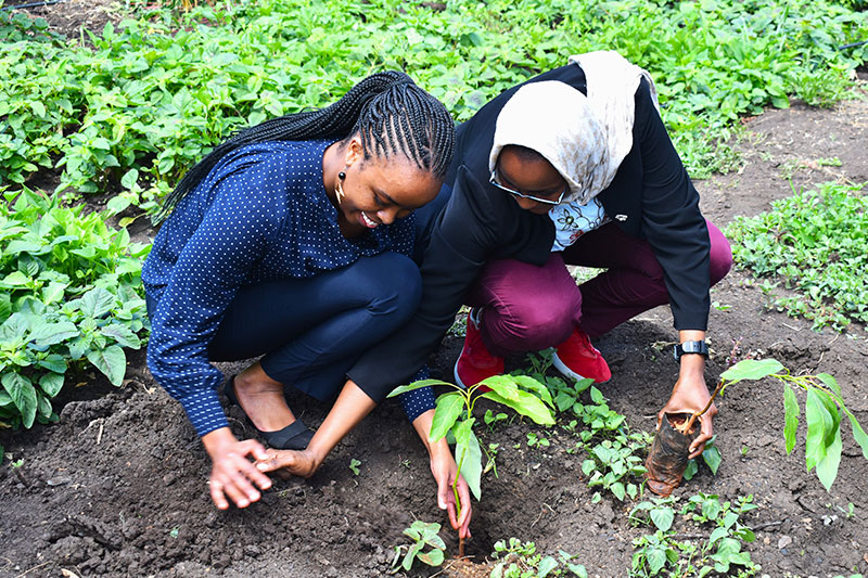 60,000 Trees & Counting: Tree Growing Across the Group